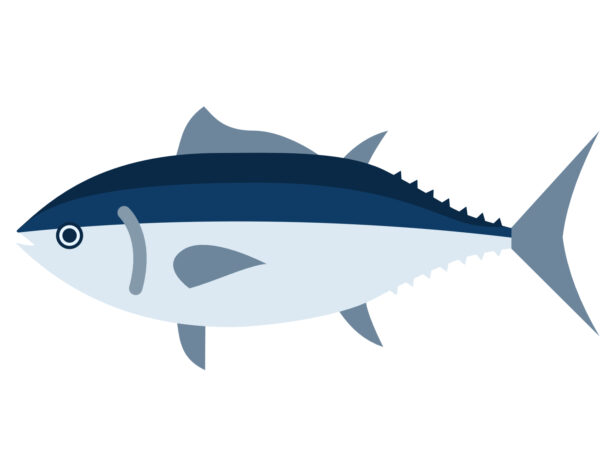 tuna-fish-maguro