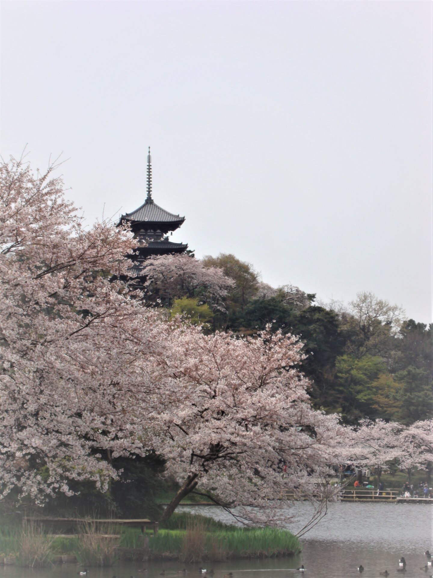 Japan Weather Association announced Cherry Blossom Bloom and Full Bloom Forecasts for 2023